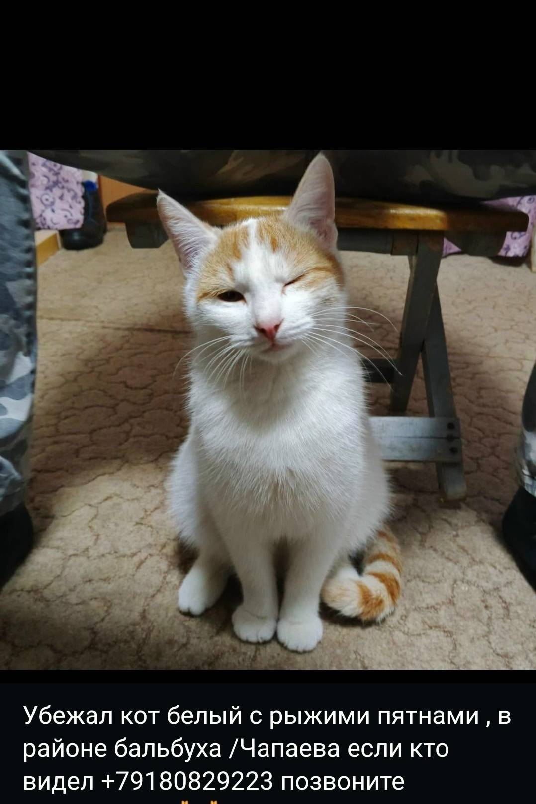 Пропал кот, Станица Воронежская