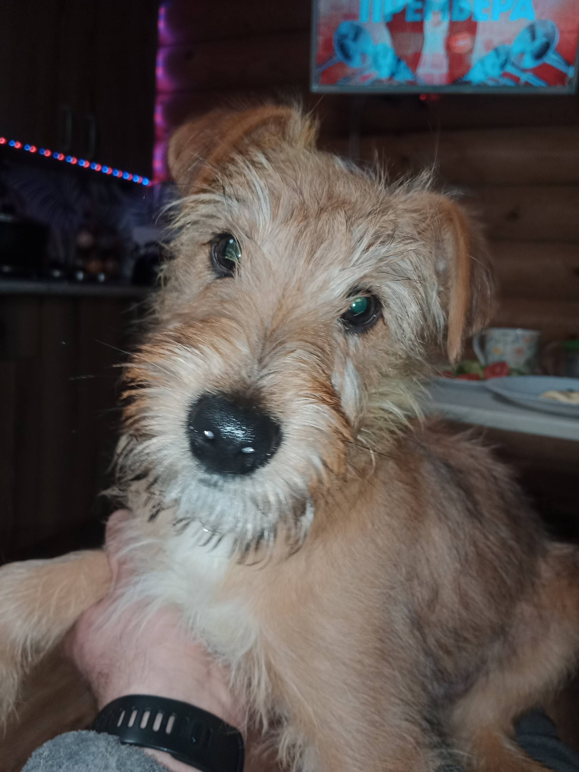 Пропал щенок, может быть в Новом Доскино или Орловке