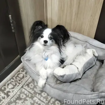 Пропал пёс Честер, СНТ Фарфорист-3