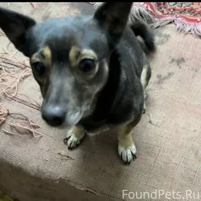 Пропала собака Кнопа, район Металлист
