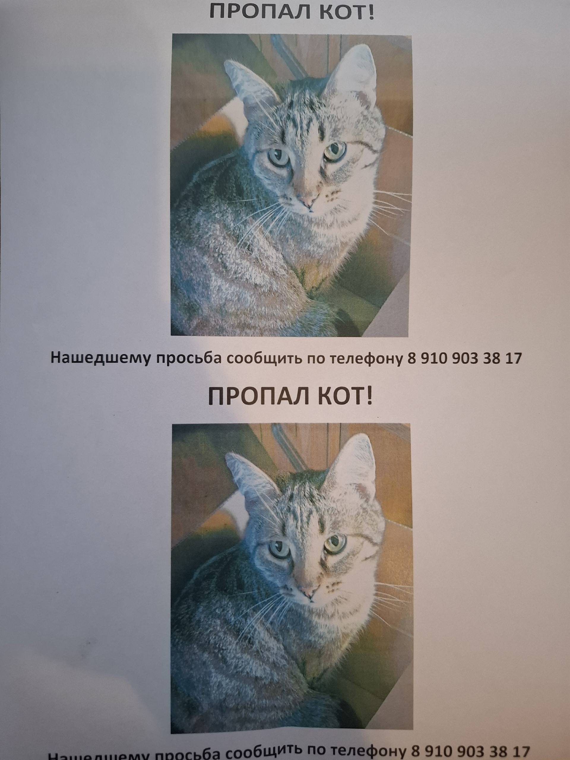 Пропал кот Маркиз, район ул. Новая