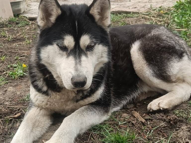 Пропала породистая собака, СНТ «Содружество-2»