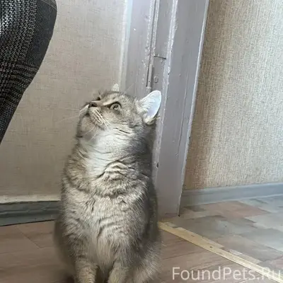 Пропала кошка Бася, район дк