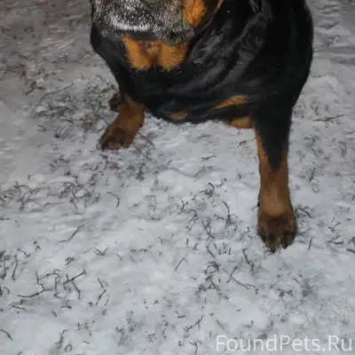 Пропала ротвейлер, деревня Медведчикова