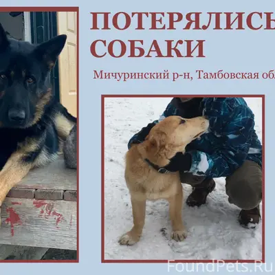 Пропали: немецкая овчарка и дворняга, с. Остролучье