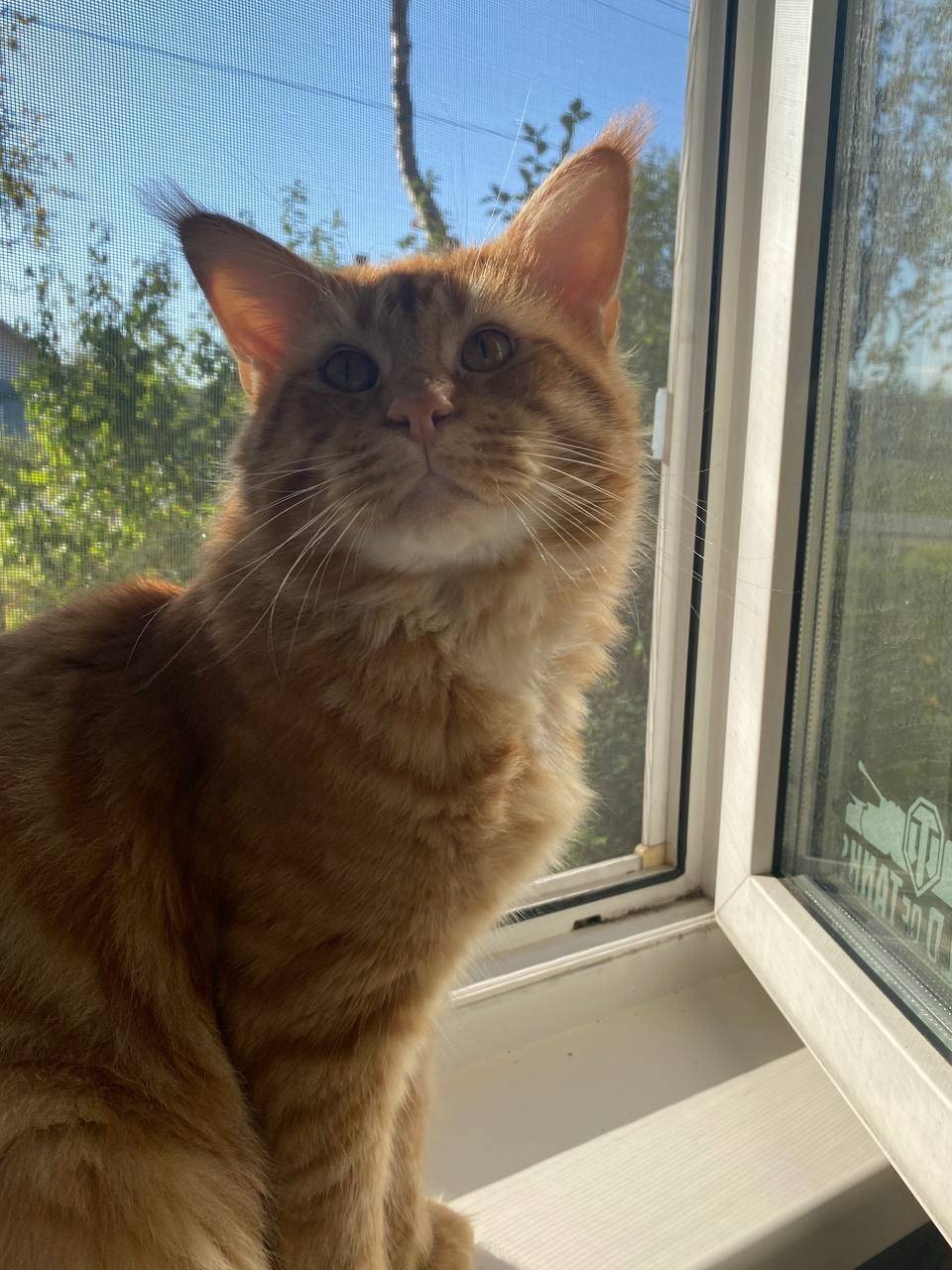 Пропал мейн-кун, район Воскресенской церкви