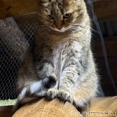 Пропала кошка, район стройматериалов