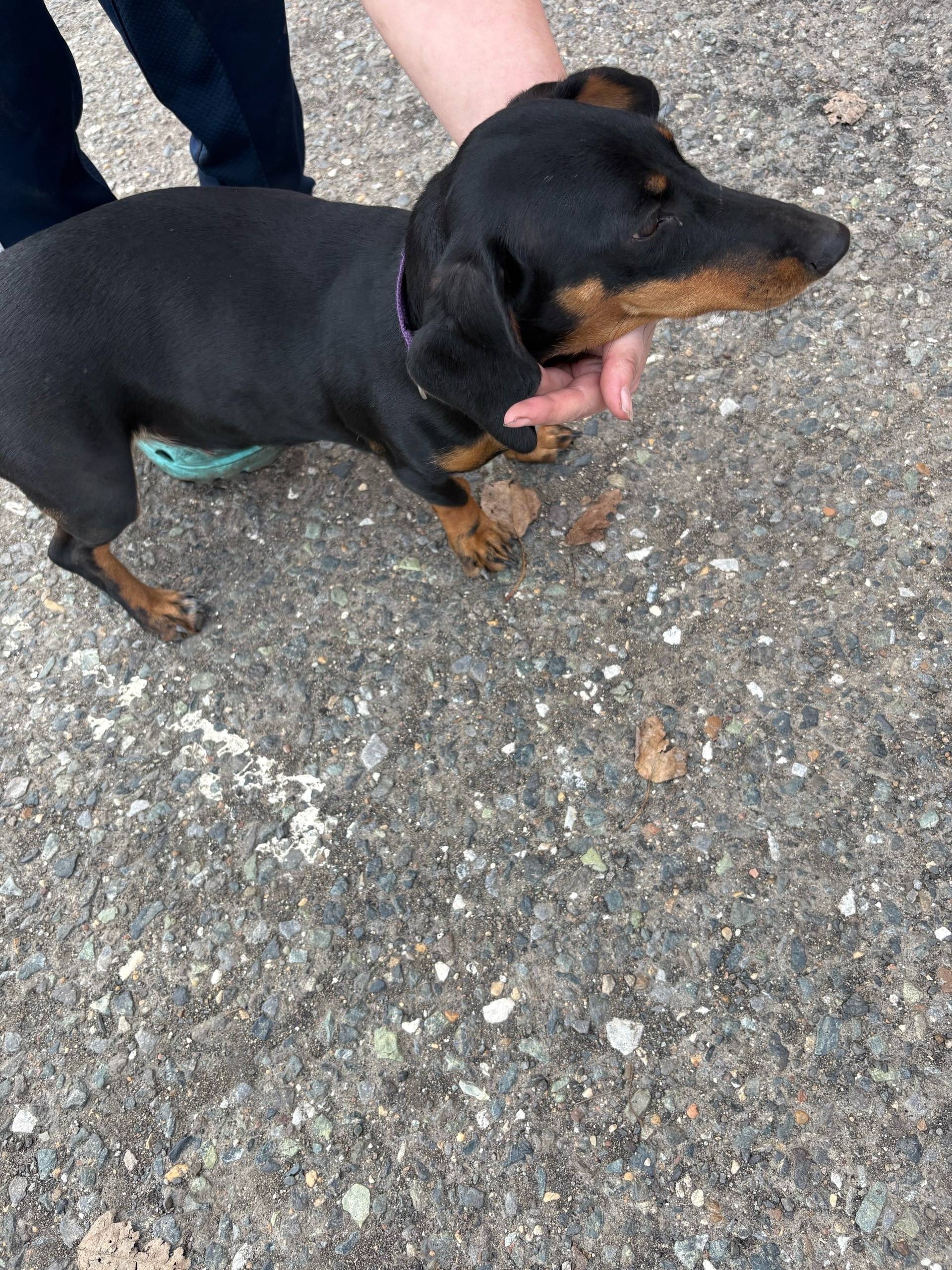 Пропала собака, Октябрьская