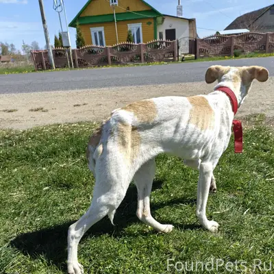 Найден пёс, д. Березовка