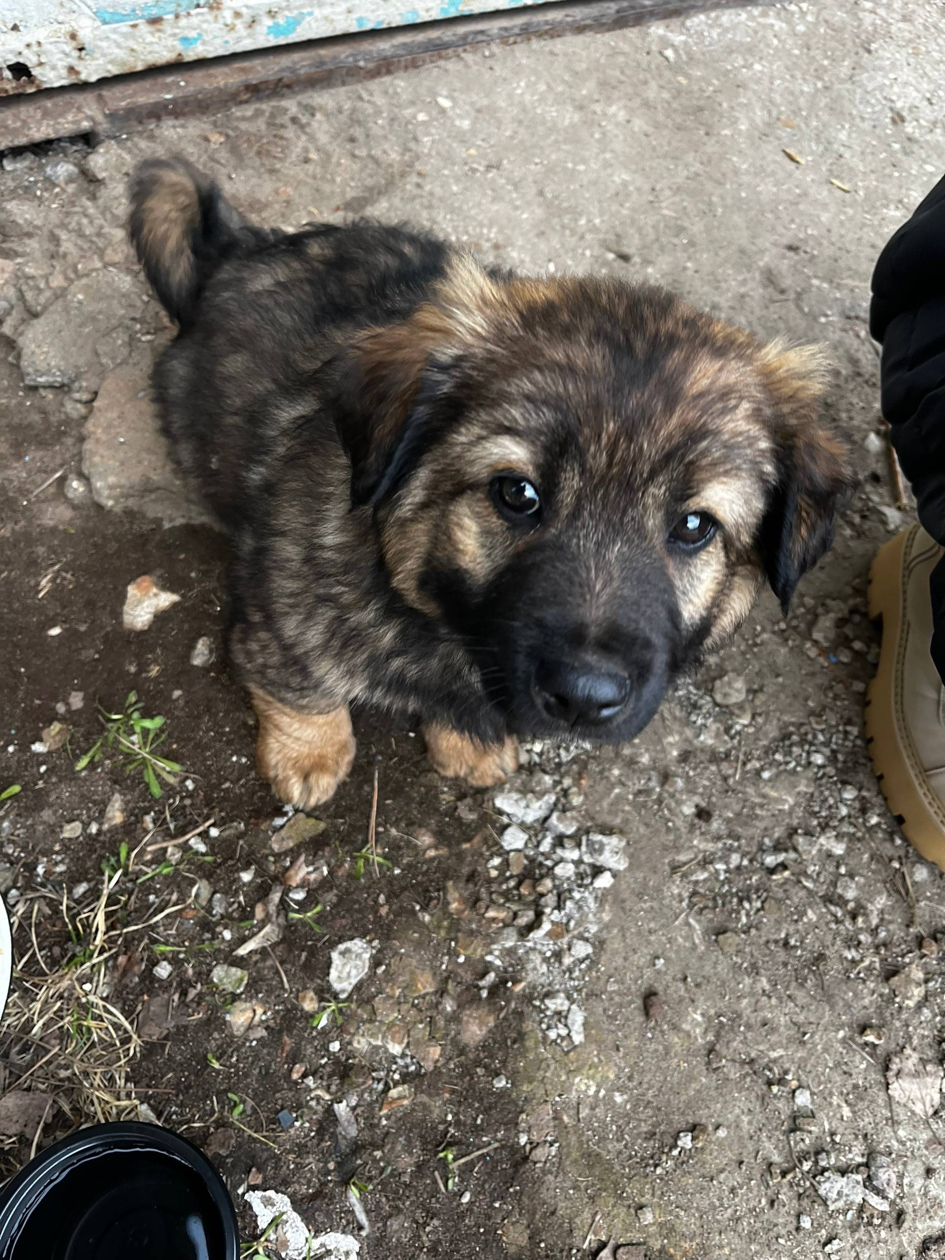 Найден щенок кавказской овчарки, Калуга