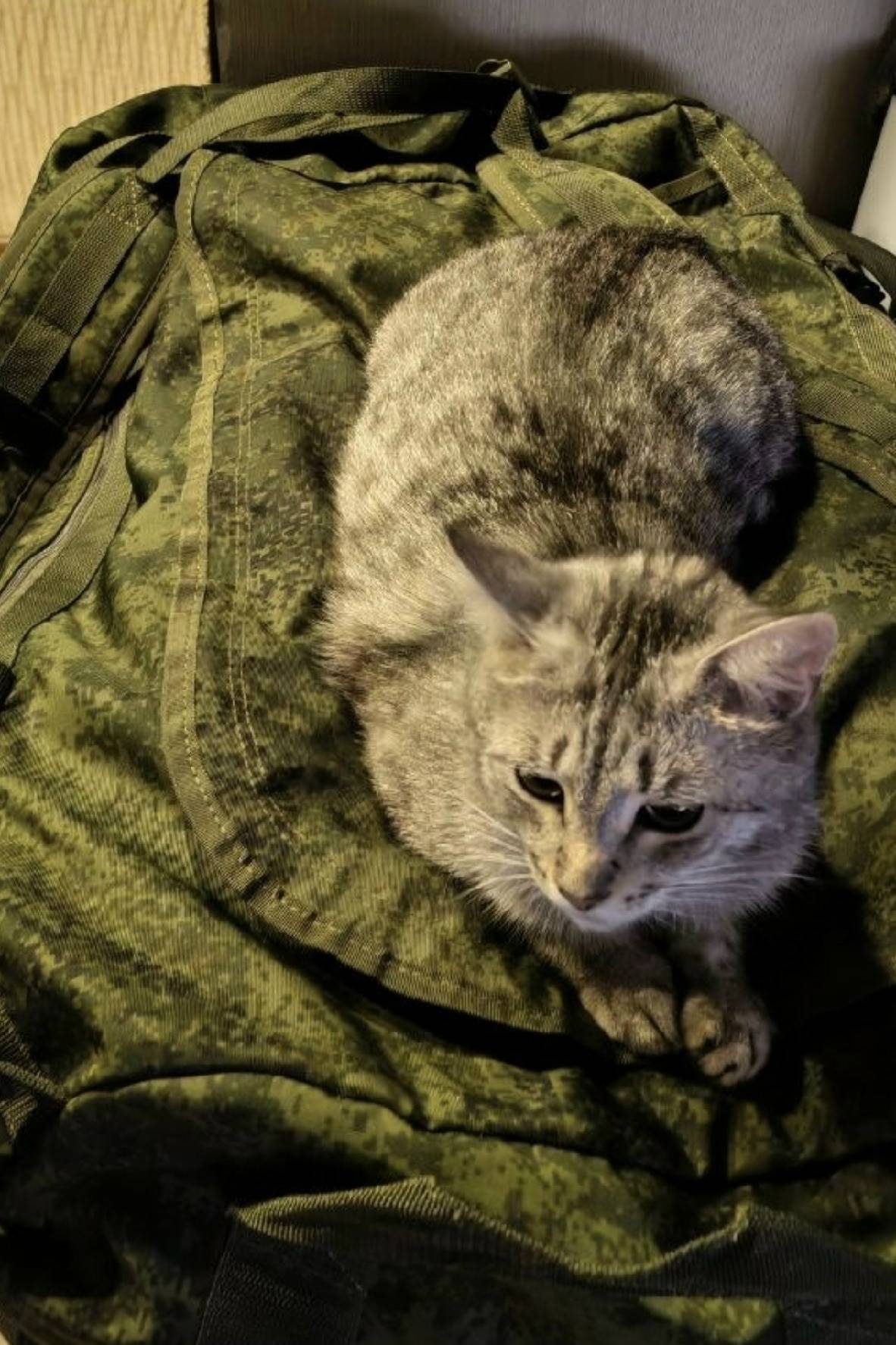 Пропал кот Вискас, район ул. Дзержинского