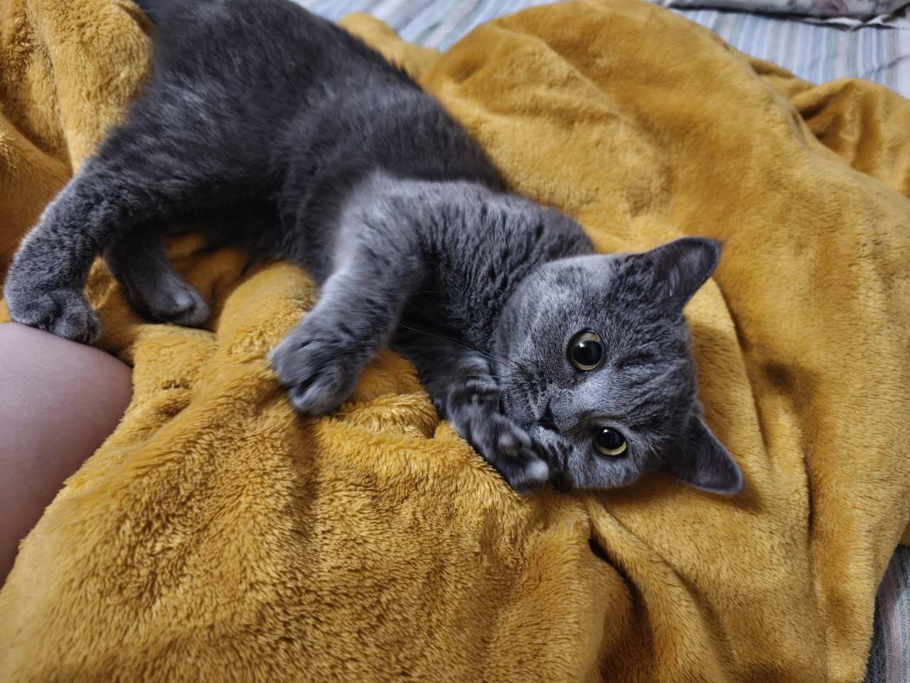 Пропала домашняя кошка Ксюша