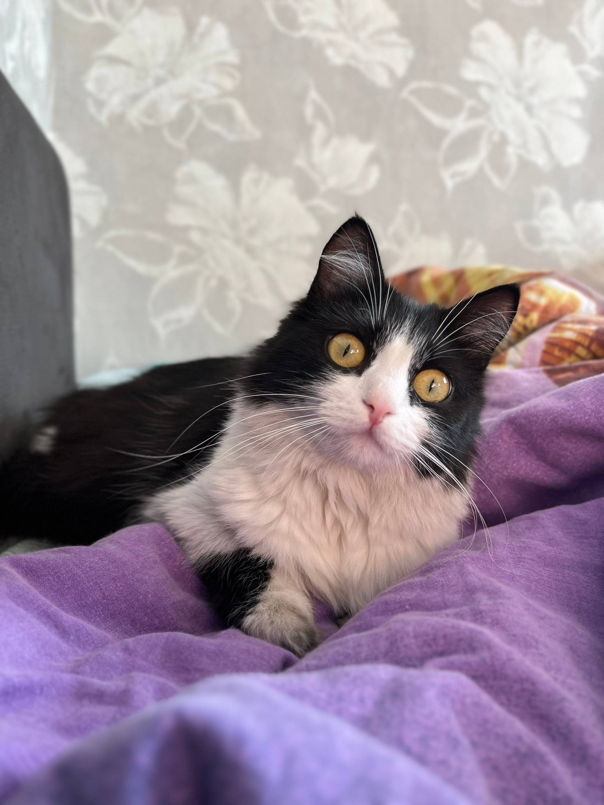 Пропала кошка Аби, район дк им ленина