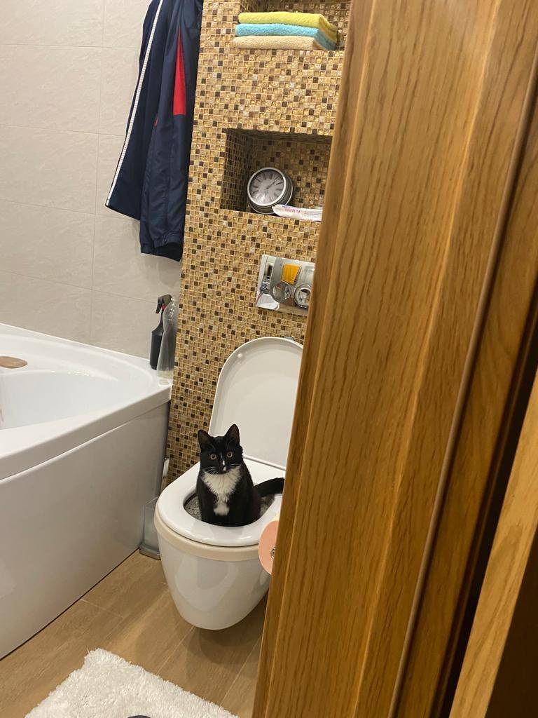 Пропал кот Яша, деревня Курово