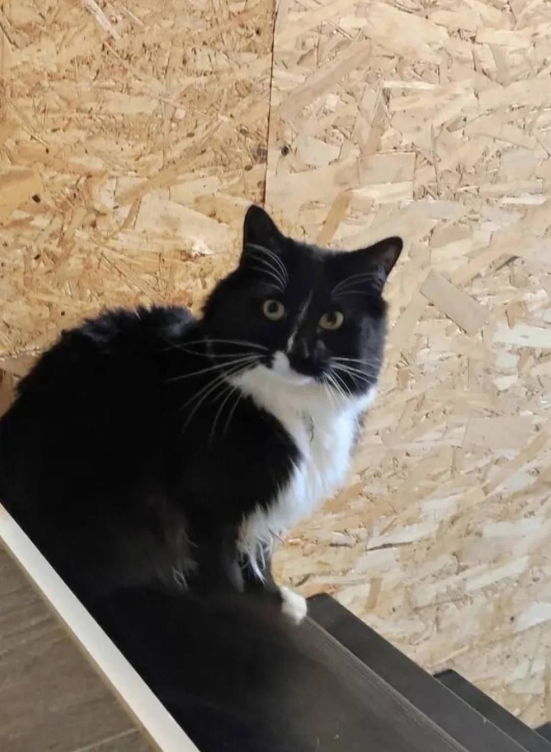 Пропал кот, ул. Текстильная