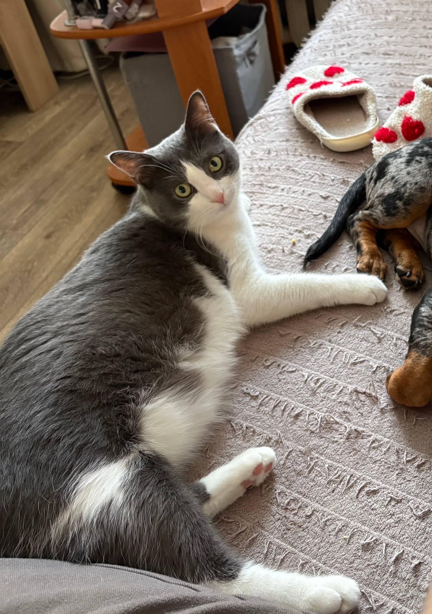 Пропал кот Федор, 34 квартал