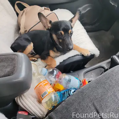 Пропал тойтерьер, Дзержинский район