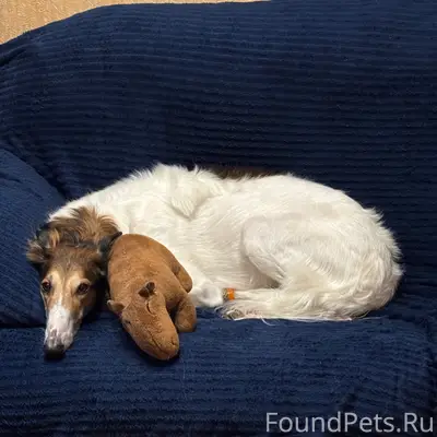 Пропала собака Весна, район студенческого карьера