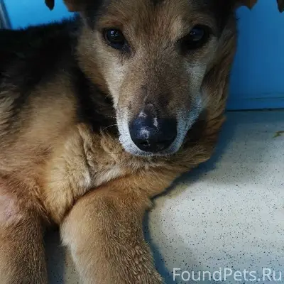 Пропал Дружок, Тула, ул. Болдина