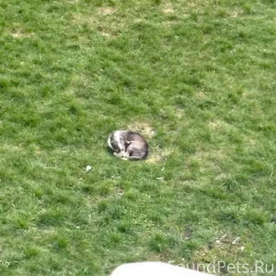 Пропал пёс, Липецк, улица Пионерская