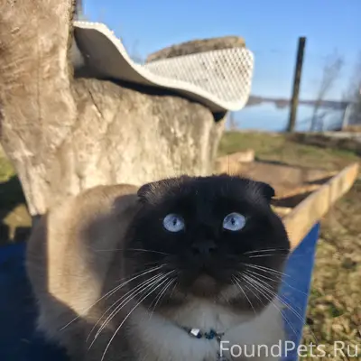 Пропал кот Мартин, Хуторская