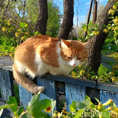 Пропала кошка Персик, пересечение Перовского и Кавказской