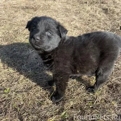 Пропал щенок, район золотого рога