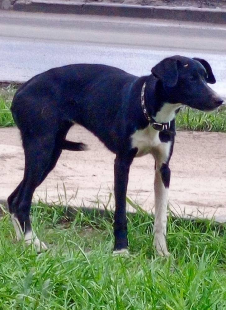 Найден щенок девочка, Ленинский район