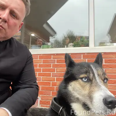 Найден пёс, район Сокольники, Москва