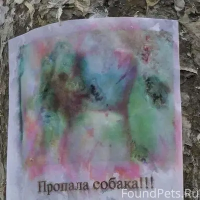 Пропала собака,