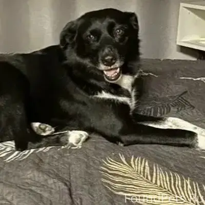 Пропала собака Чернушка, Змеевская балка