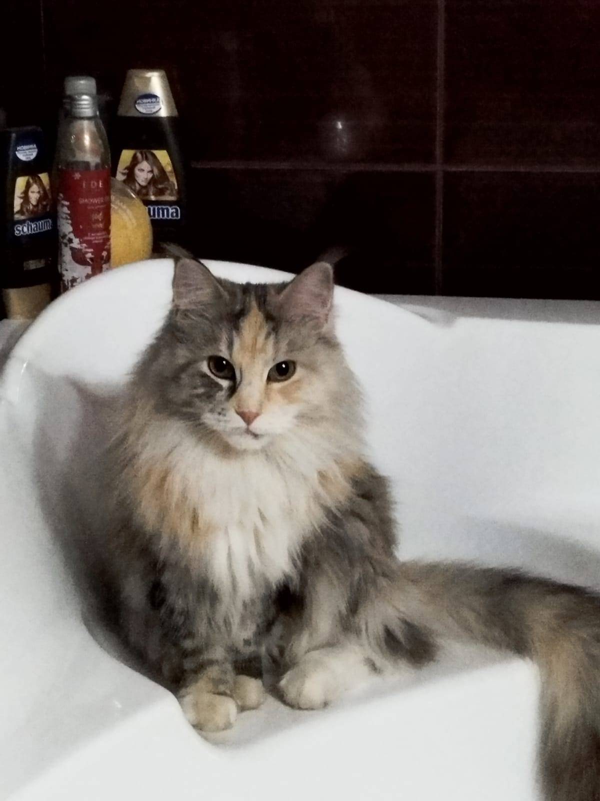 Пропала мейн-кун Мика, ул. Семчин Лоск