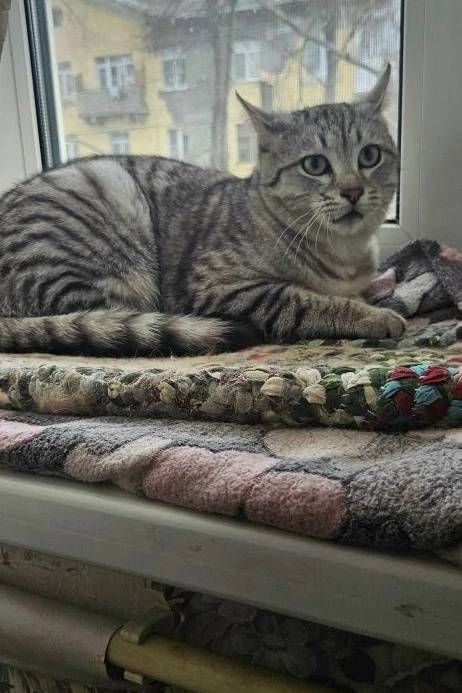 Найдена кошка, ищем прежних хозяев