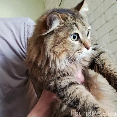 Найдена кошка камышового окраса, Старая Сортировка