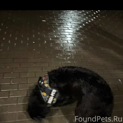 Пропала собака, [место] Шоссе в Лаврики