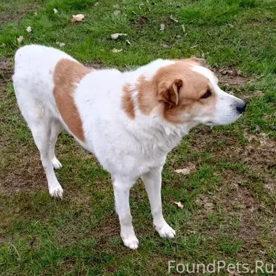 Найден пёс, деревня Полустово за Медное