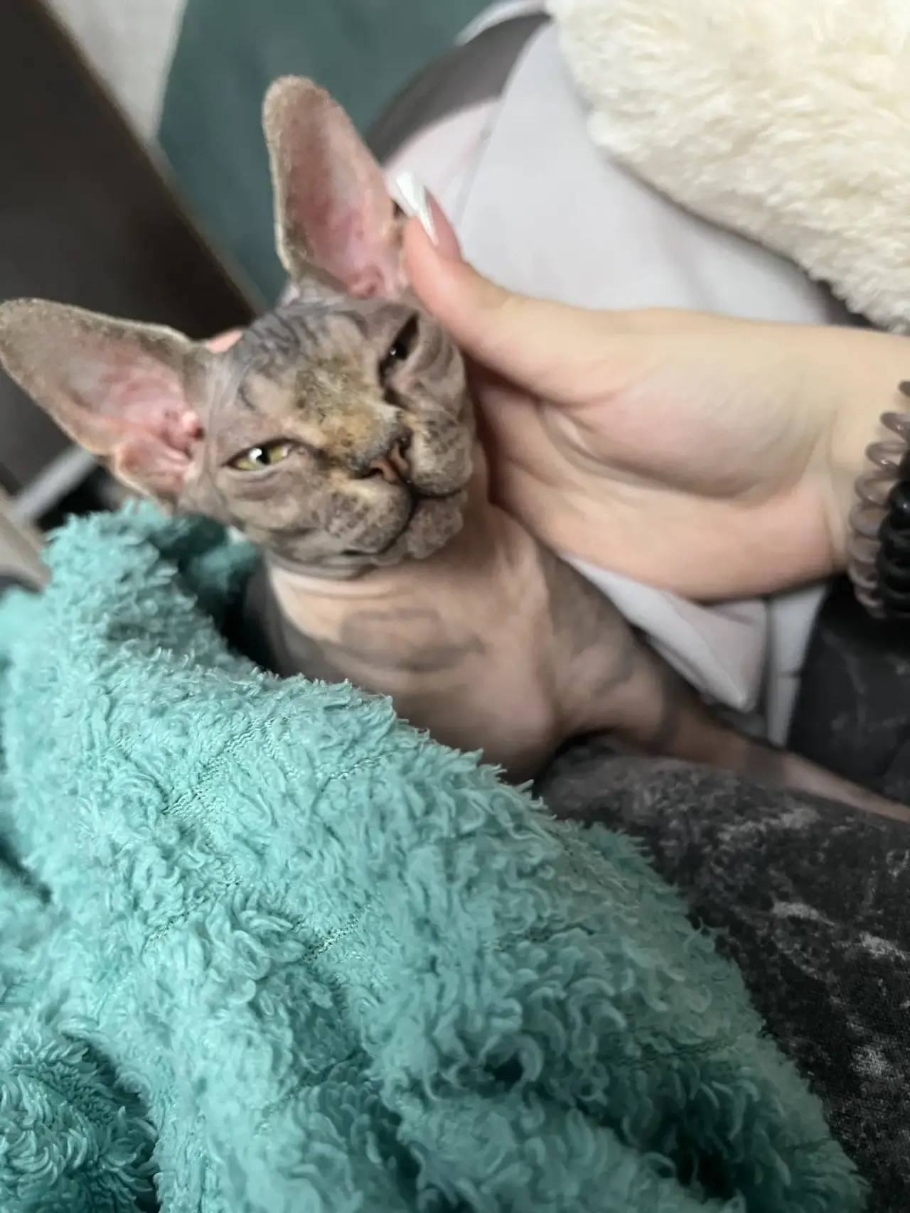 Пропала кошка Луна