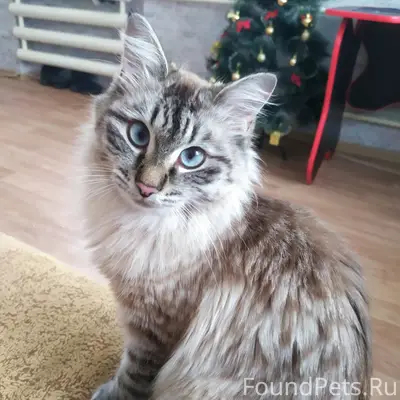 Пропала кошка, возле главпочтамта
