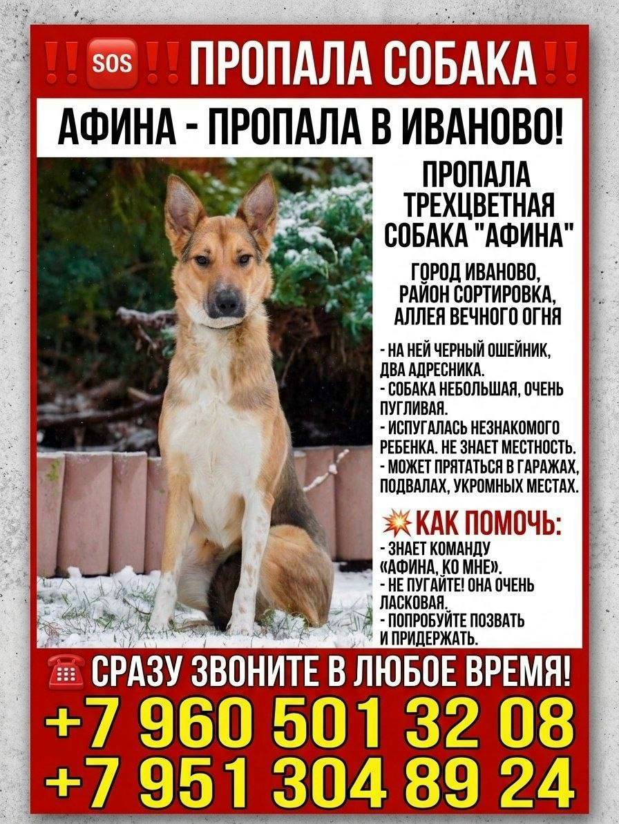 Пропала собака Афина, Иваново