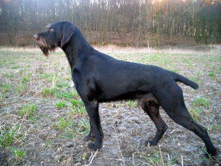 Пропал дратхаар шоколадный