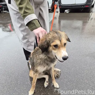 Найденна собака, Саломахинский проезд