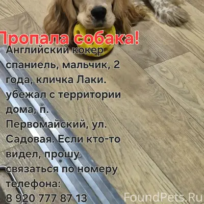 Пропал Английский кокер спаниель Лаки, п. Первомайский