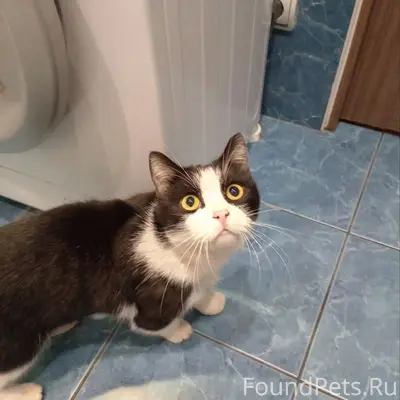 Найден кот, ул. Чапаева, 21