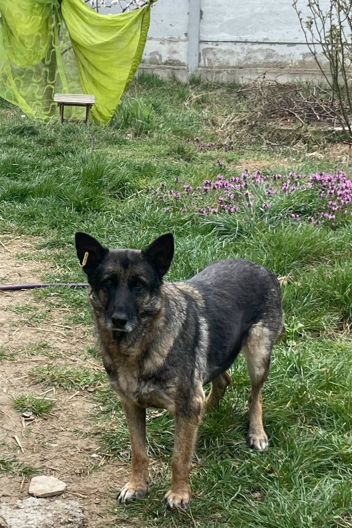 Пропала собака, Фиолент