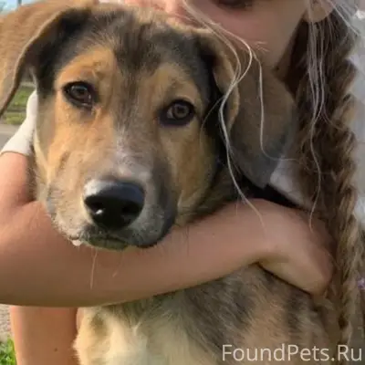 Пропал крупный кобель Морис, район маслозавода