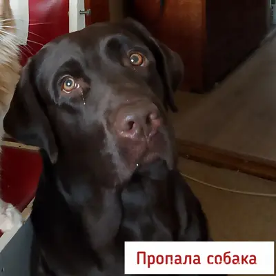 Пропала шоколадная самка лабрадора Гуна, Ставрополь