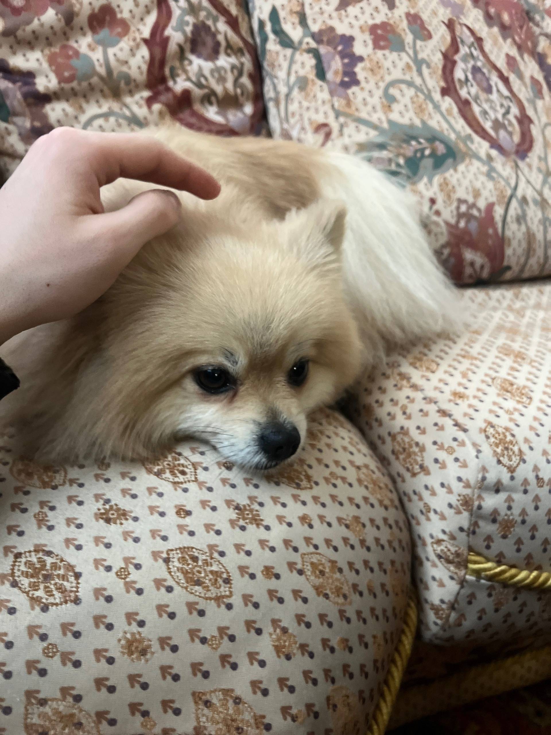 Найден шпиц, между Шемякино и Лунево