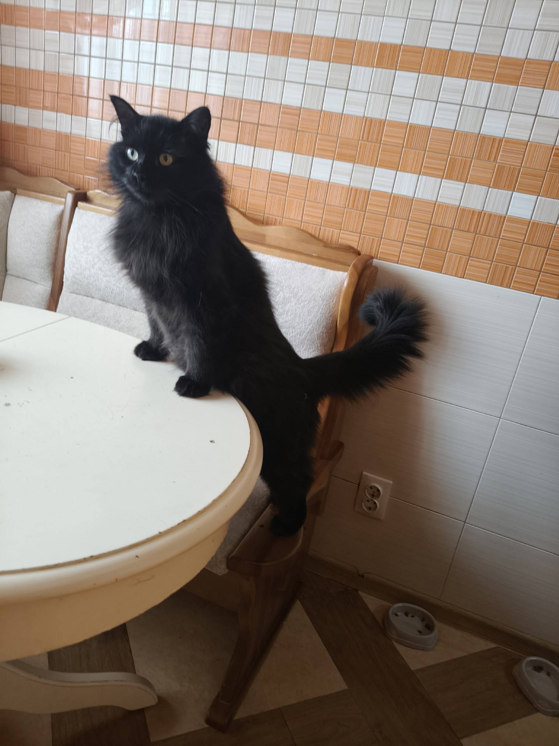 Пропал чёрный кот Лютик