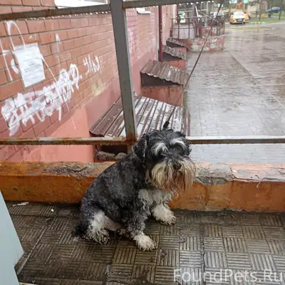 Найденна породистая собака, около Дикси Сосны