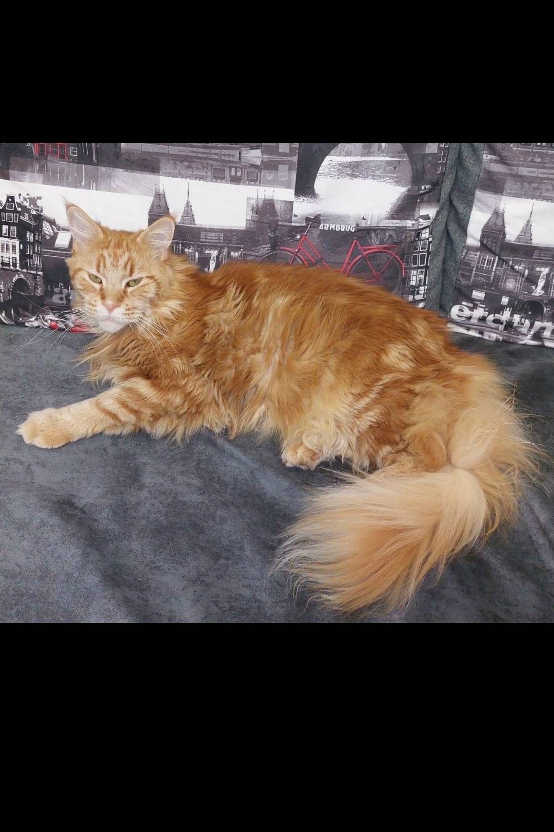 Пропал мейн-кун, деревня Красная Слобода